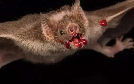 世界上最罕见的蝙蝠猪脸大蝙蝠嗜血成性2