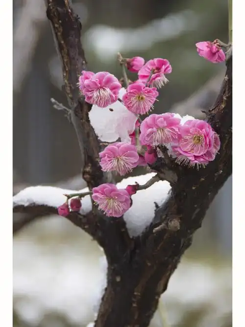 雪似梅花,梅花似雪.#梅花  #北京明城墙遗址