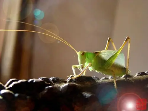 姐儿的(鼓翅鸣螽)挑选四步曲