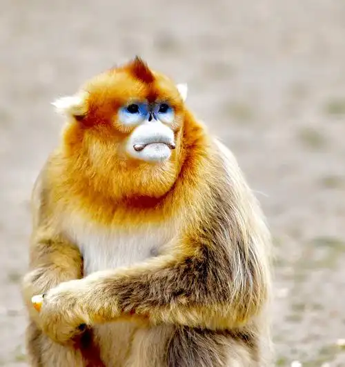 中国珍稀野生动物-----金丝猴