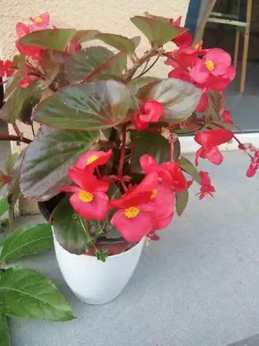 四季海棠,又名四季秋海棠 原来海棠还有这种品种的啊