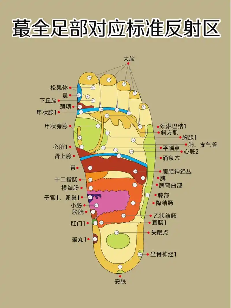 科普人体最全的足底穴位反射区图,身体不适,不知道从哪里下手,足底