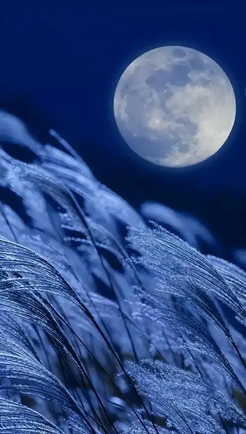 月亮的句子唯美诗句(「诗词鉴赏」月下诗情知多少?