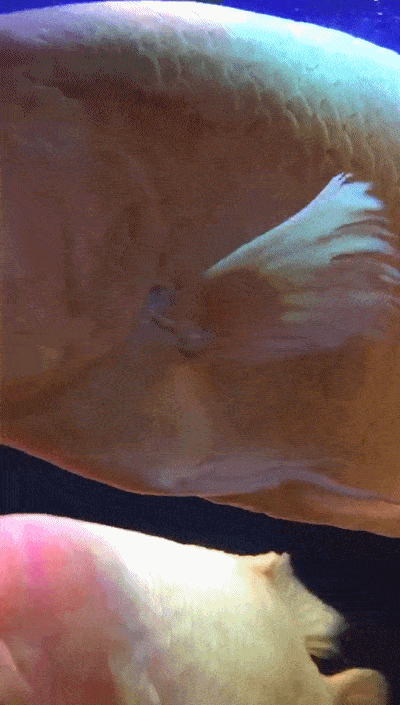 女子养两条招财鱼9年鱼长太大鱼缸装不下