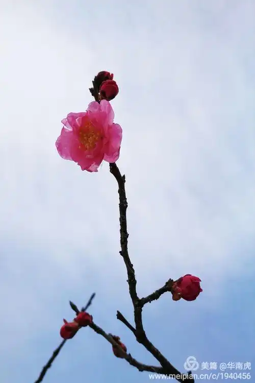 边走边拍(2017--19) 《红梅白雪》