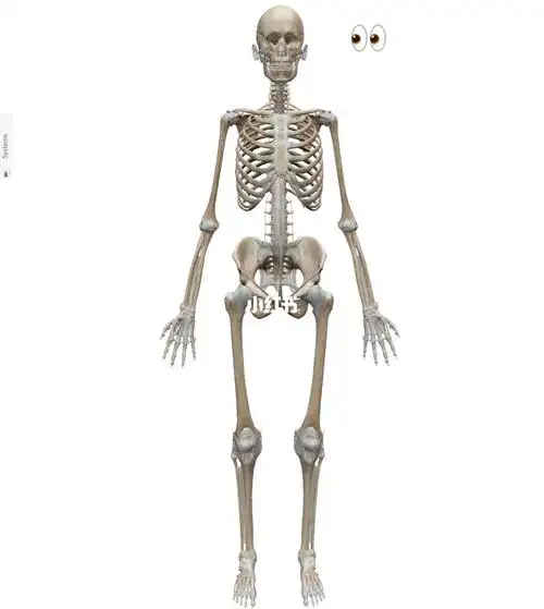 如何判断自己是小骨架还是大骨架?