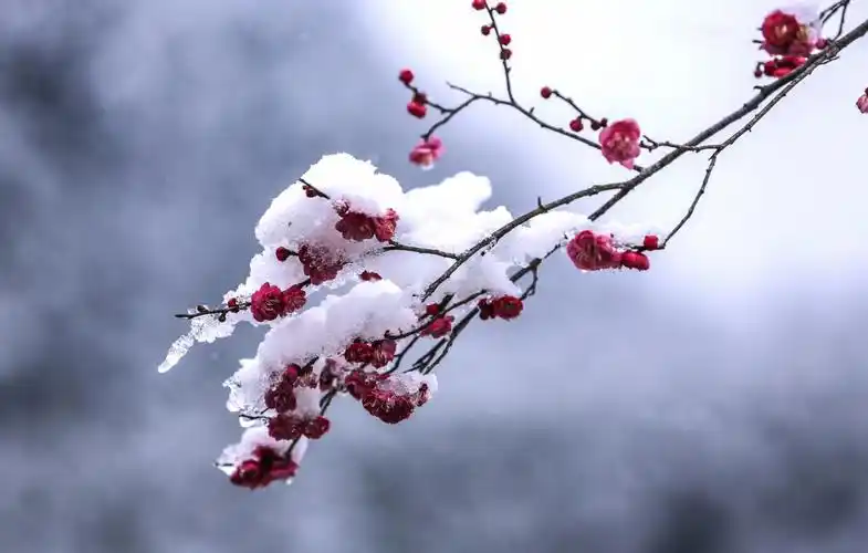 雪中红梅香