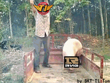 砸猪头gif是什么梗 砸猪头gif是什么意思