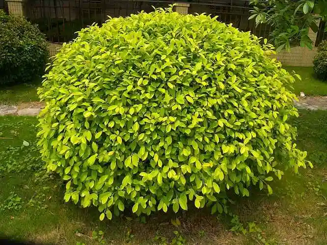 广场常用的灌木植物有哪些美观且实用的3个灌木植物