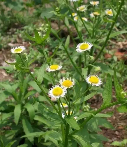 飞蓬.常见的路边野花,菊科