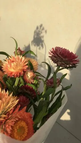 背景图壁纸背景ins