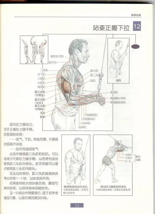 肌肉健美训练图解(全)