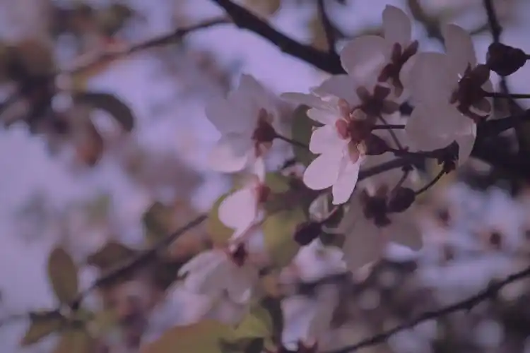 关于春天的文艺句子短句,春天的句子唯美文艺风