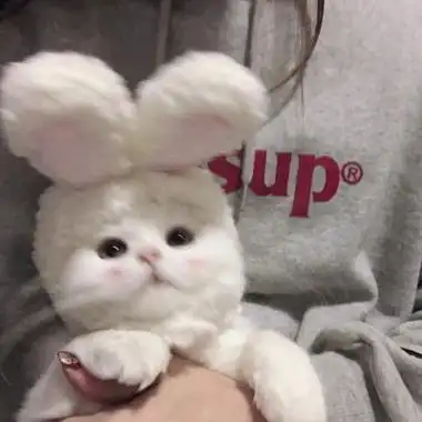 可爱头像的文章,由美头网整理发布,动物头像频道提供更多与小猫,猫咪