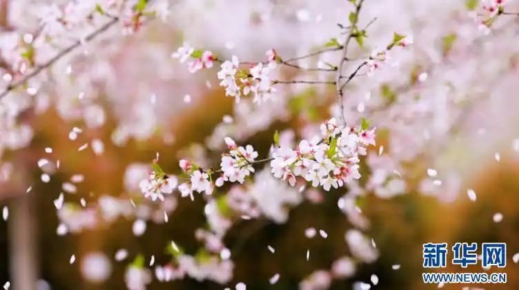 安徽和县:樱花盛开迎客来-新华网