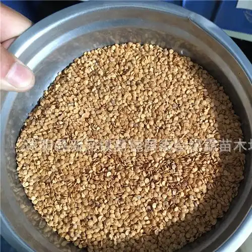 批发茄子种子 蔬菜瓜果种子 阳台蔬菜 茄瓜 紫白 青长茄种子图片