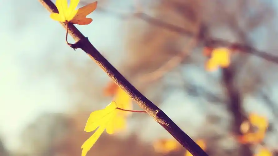 唯美秋天落叶枫叶意境,高清图片,电脑桌面-壁纸族