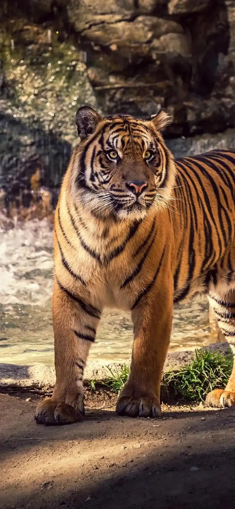 老虎壁纸,入山不怕虎伤人,只怕人情两面刀