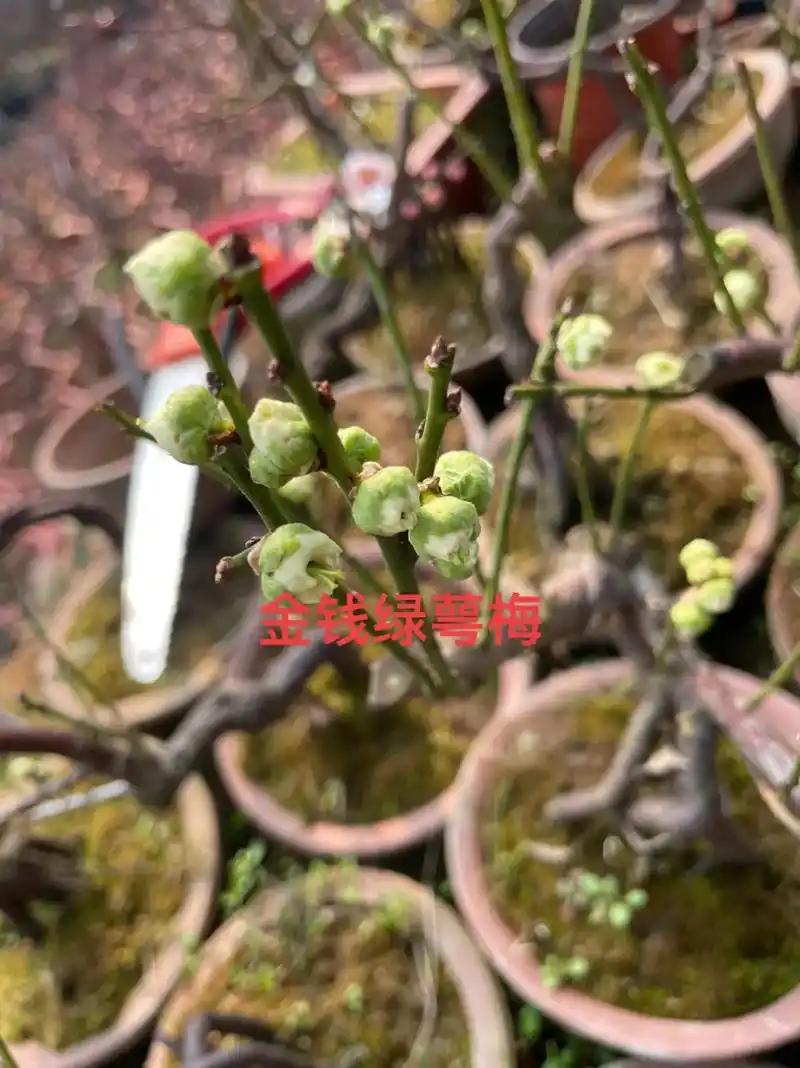 金钱绿萼梅精品小盆景素材