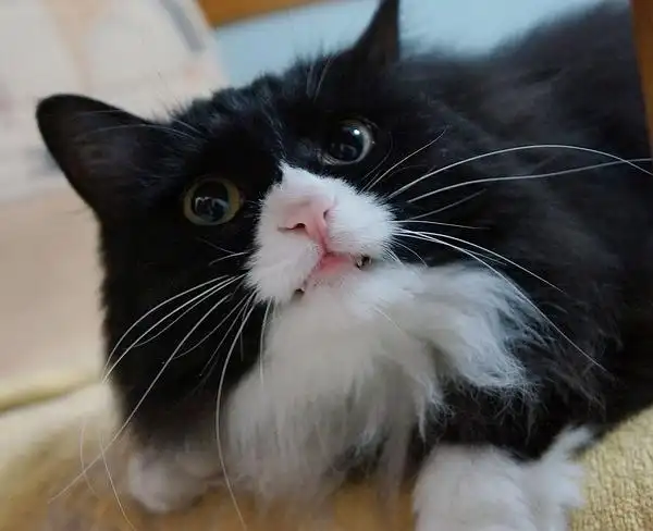 老姐说,我的白鼻像富士山~嘻嘻,像不像?