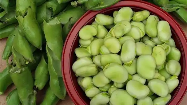 晨读徐慧芬蚕豆的味道