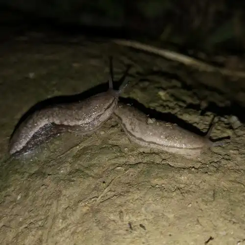 中药材蛞蝓宠物活体软体爬虫鼻涕虫水蜒无壳蜗牛其他爬虫