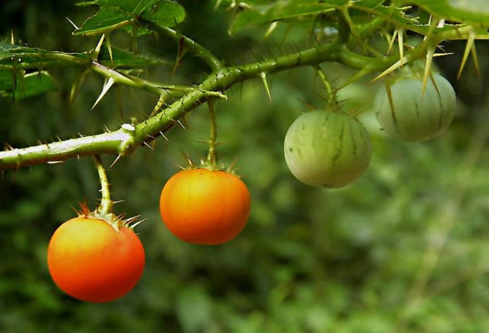 农村的野生"茄子",很多人都没吃过的草本水果,还是治牙痛良药