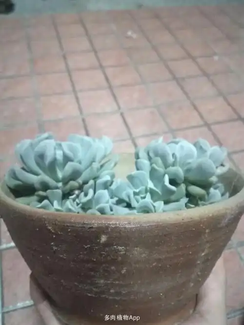 家有鲜肉 青色火焰