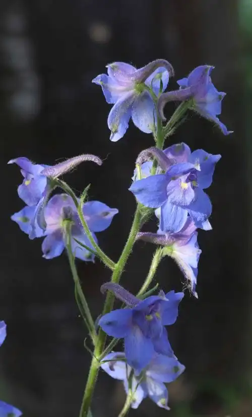 五台山野生花卉之四翠雀