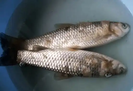 霉腐康鱼身上竟然会长白毛养殖户要注意了