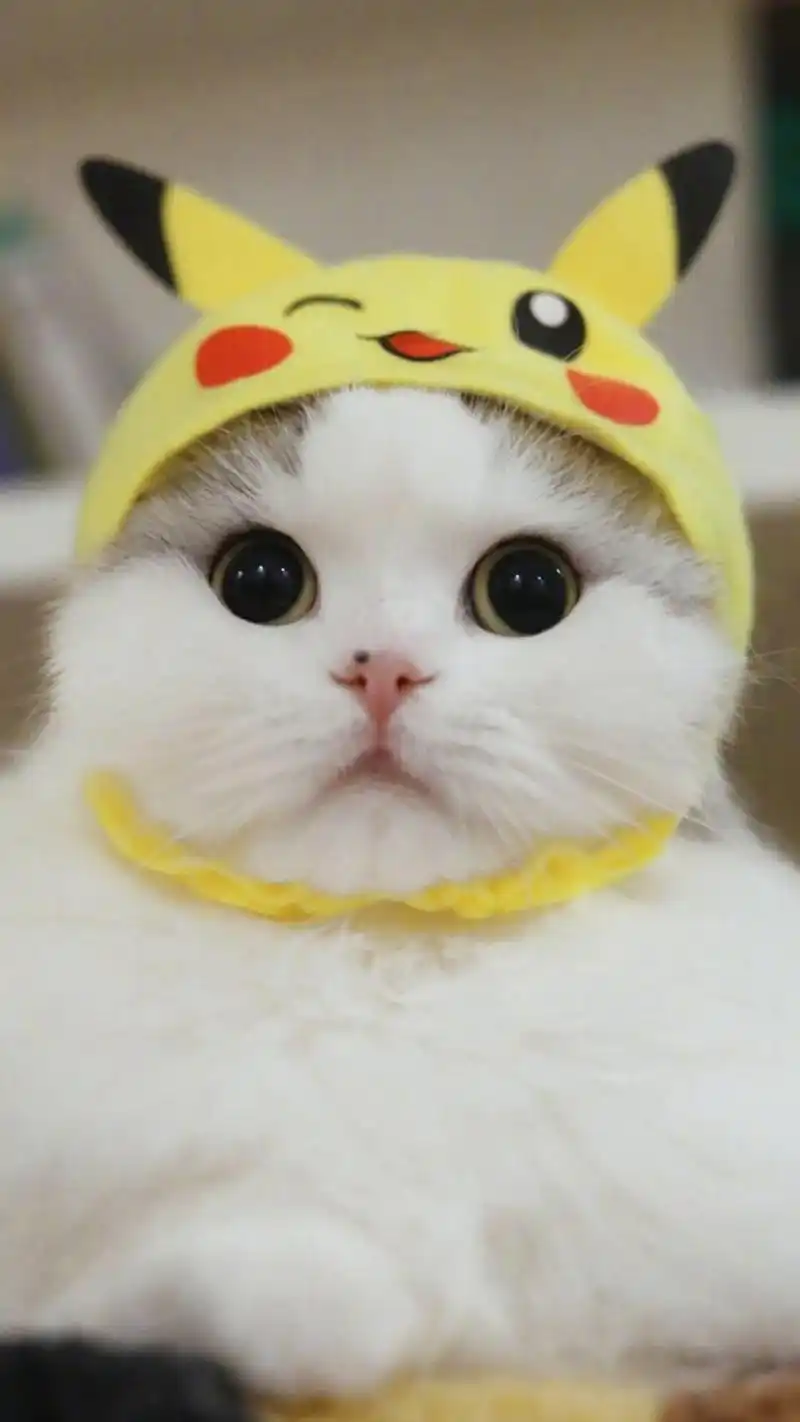 萌系可爱小猫咪手机壁纸