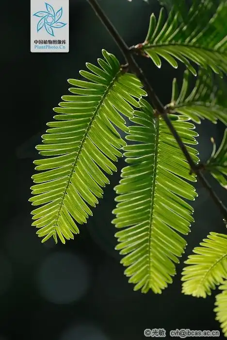 展开全部 水杉.百度可查验,满意请采纳!