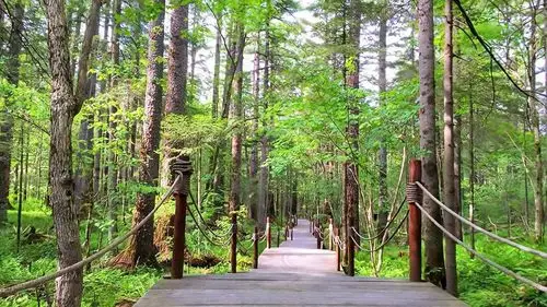 走进吉林长白山——谷底森林