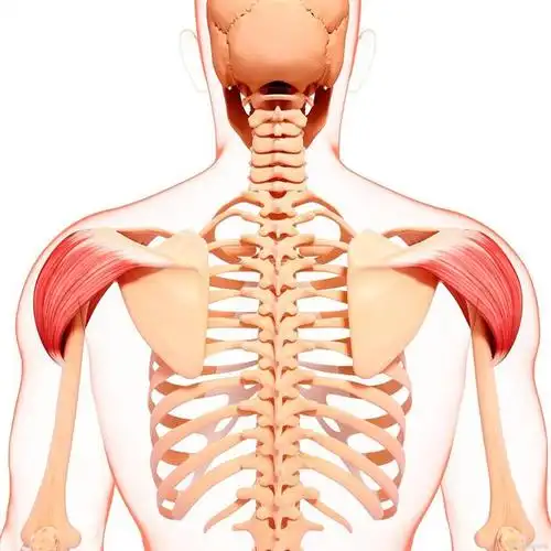 后背,肩胛骨区域疼痛是怎么回事?如何应对?