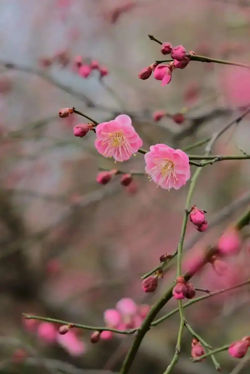 梅花香自苦寒来.国人爱梅,列之为十大名花之首,与松,竹并称" - 抖音