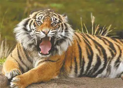 0000:03动物园凶猛老虎叫音效00:0000:06动物园老虎威严吼叫声音效00