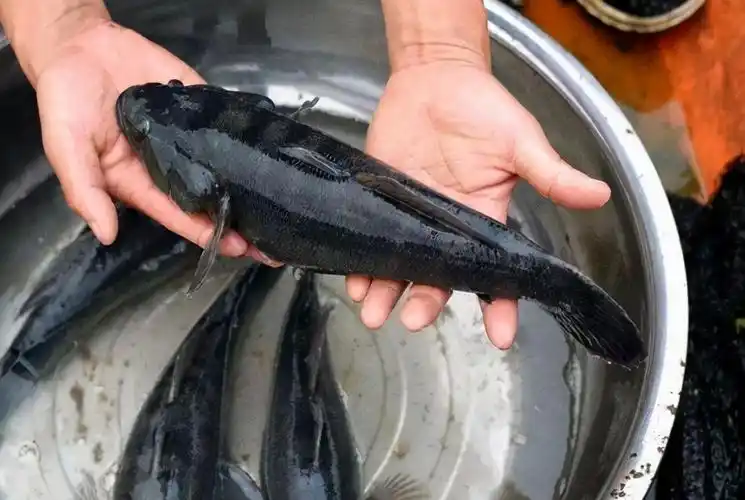 在一些河流里面部分野生鱼明显有增多的趋势,而笋壳鱼就是其中之一