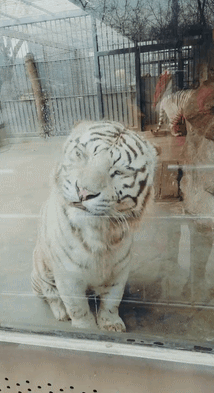 214_393gif 动态图 动图