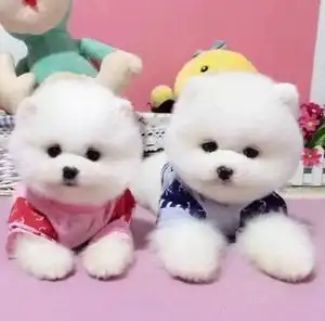 养不大的茶杯狗可爱