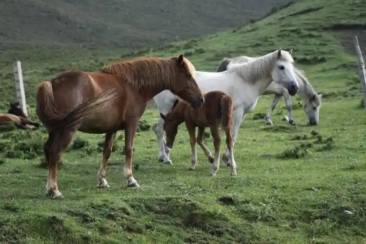 天祝:"走马"凌寒更奋蹄_岔口_张永龙_品种