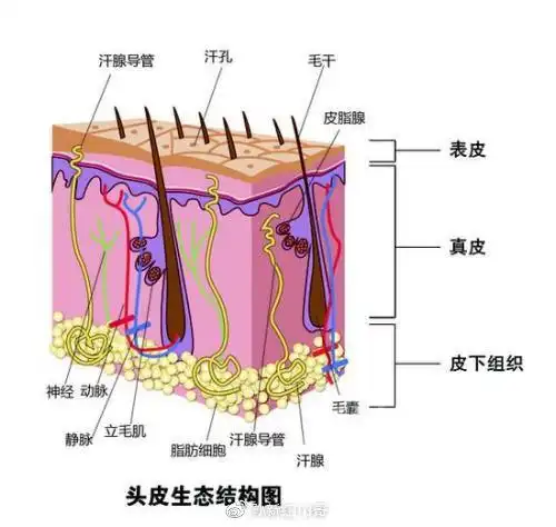 头皮结构图