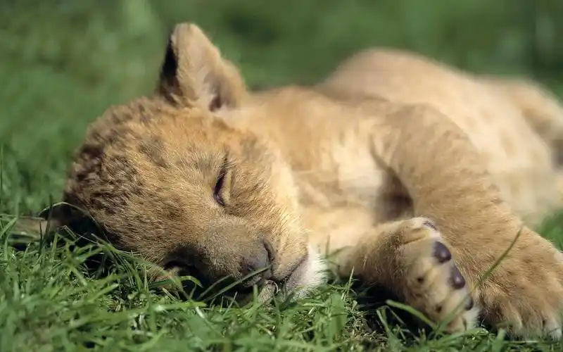 懵懂小狮子图片_惹人怜爱的小狮子_动物壁纸