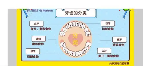 下面一起来我们的牙齿分类吧!爸爸妈妈赶紧和宝贝们一起学习起来吧