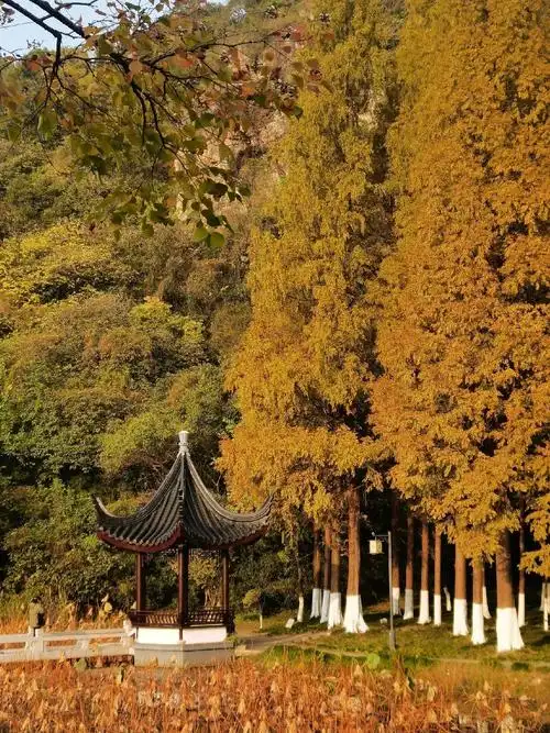 昆山亭林公园美景不错,深秋风景如画 - 抖音