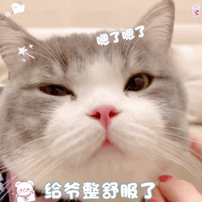 猫猫 可爱 表情包 猫咪