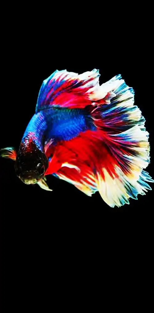 壁纸:年年有余(鱼)