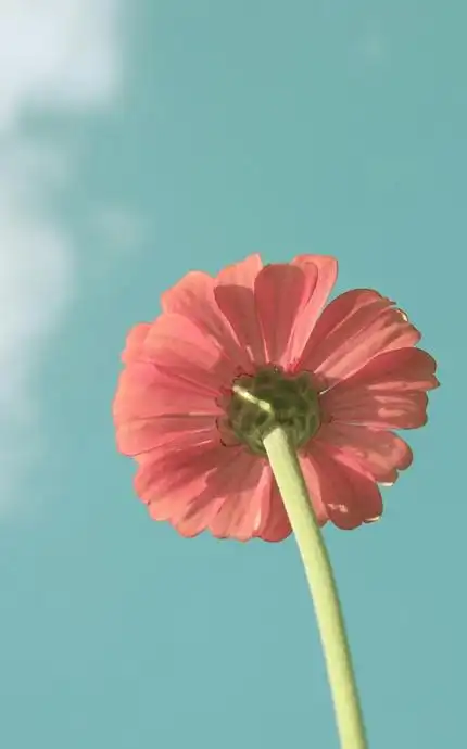 关于花的高清手机壁纸  【高清美丽养眼 花卉壁纸】