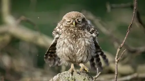 可爱的小猫头鹰睡觉 桌布 - 1600x900