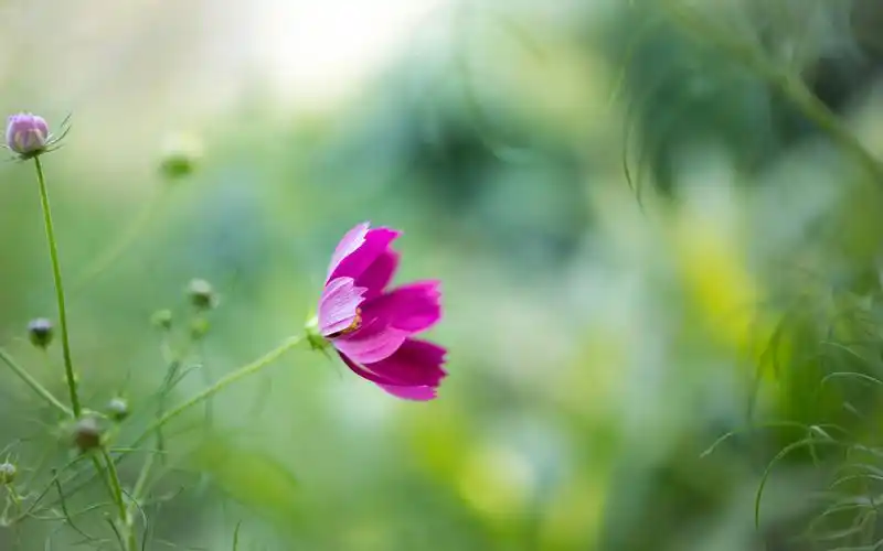 花朵,护眼,花未眠,绿色,清新,植物,唯美,一朵花,masarukuroda花朵壁纸