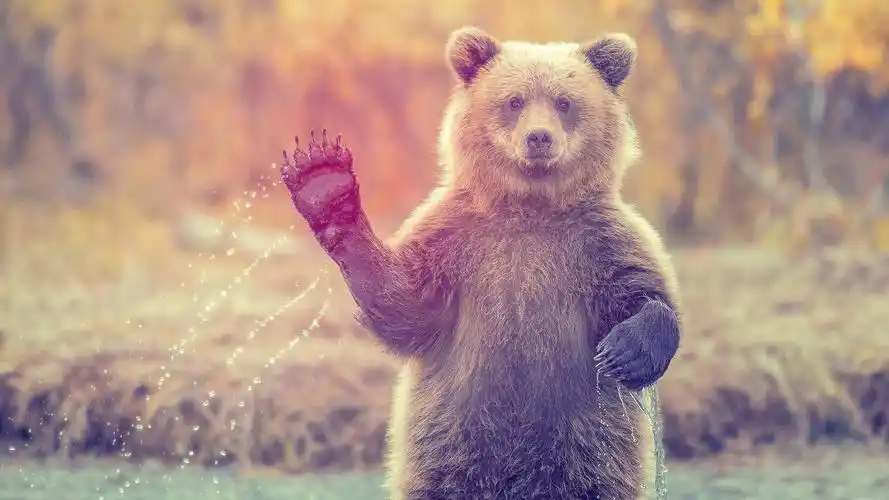 动物,熊,哺乳动物,bears,animals,mammals,壁纸,高清壁纸自然,动物,熊